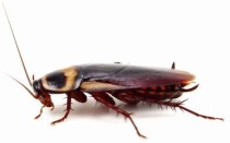 Crawling Cockroach