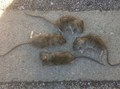 Rats 1