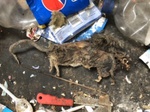 Rat infested House Clearance Liverpool